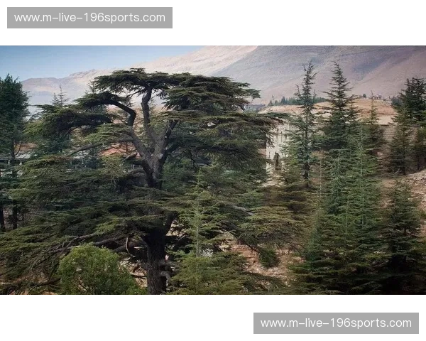 巅峰对决：雪松之火能否熔断长白云之乡的铁血防线？——黎巴嫩对阵新西兰深度全瞻